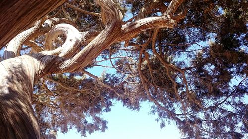 Low angle view of trees