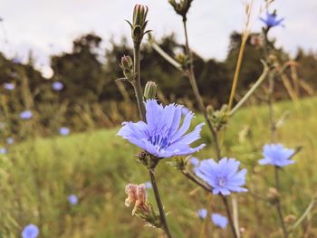 Close-up of purple flowering plant on field