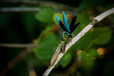 Close-up of butterfly on leaf