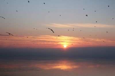 Silhouette birds flying over sea against sky during sunset