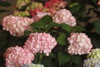 Close-up of pink hydrangea flowers