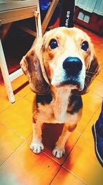 Close-up portrait of dog