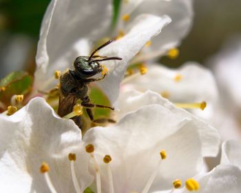 Close-up of insect on flower