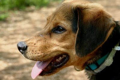 Close-up of dog sticking out tongue