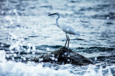 Crane perching on rock amidst sea