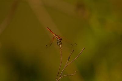 Close-up of spider on plant