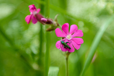 Close-up of pink flowering plant