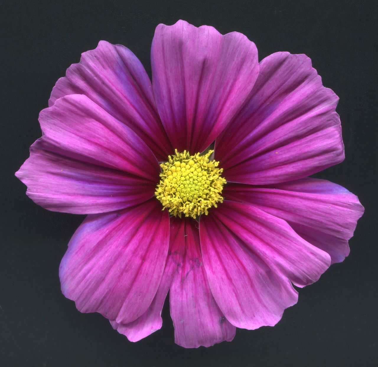 CLOSE-UP OF PINK FLOWER