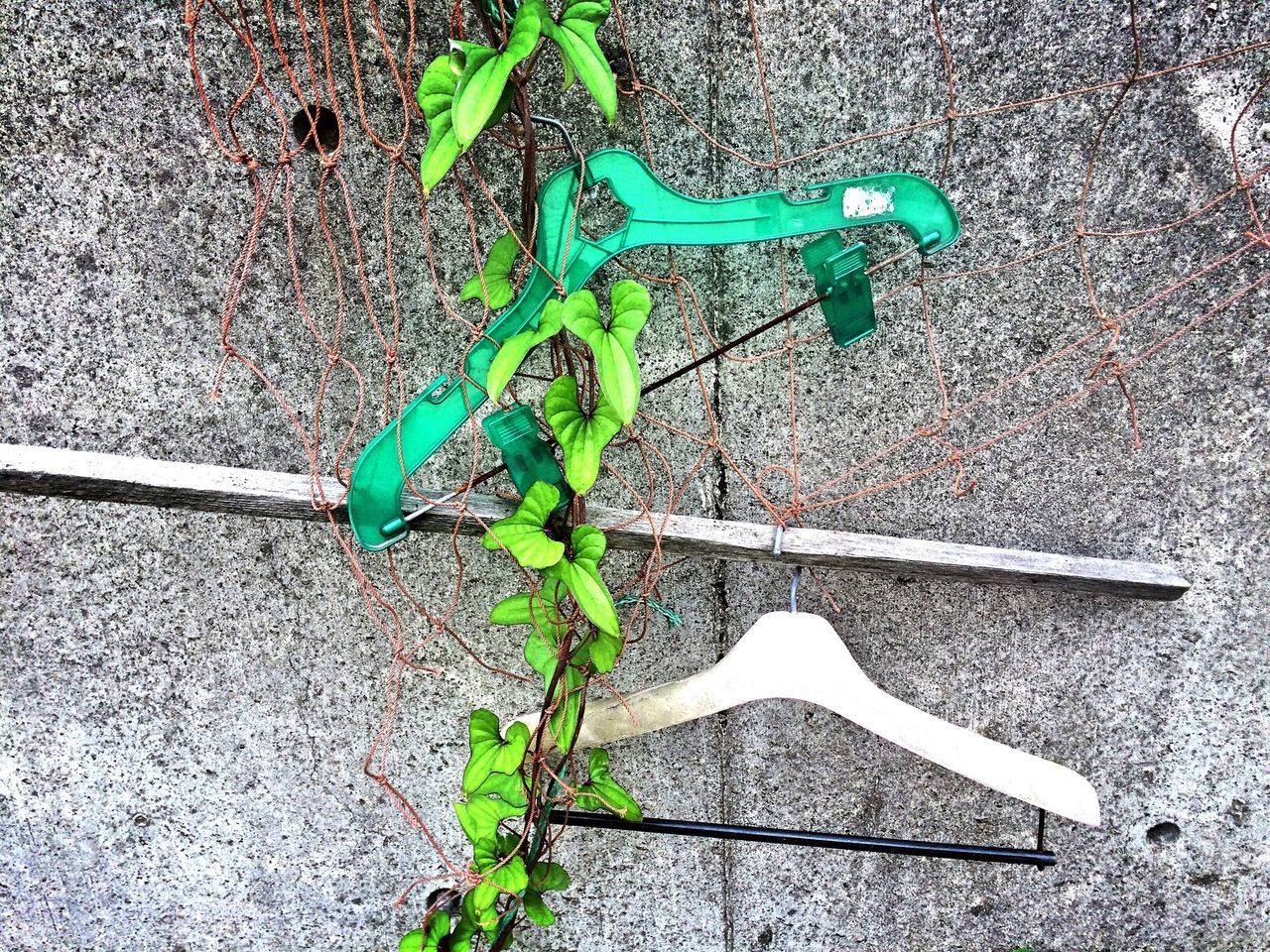 plant, high angle view, green color, growth, leaf, day, sunlight, outdoors, no people, potted plant, wall - building feature, growing, built structure, blue, close-up, street, front or back yard, green, nature, shadow