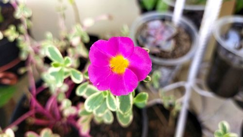 High angle view of pink flower pot