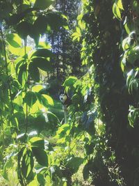 Low angle view of trees