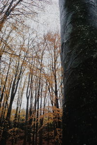 Low angle view of trees in forest during autumn