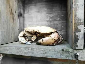 Close-up of crab on shelf