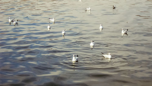 High angle view of ducks swimming in lake