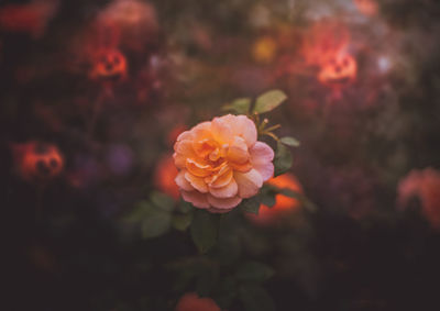 Close-up of pink rose flower