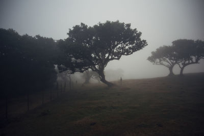 Silhouette trees on field against sky