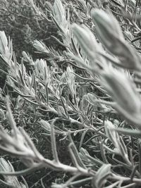 Close-up of stalks in field