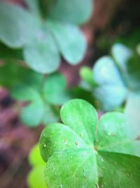 Close-up of plant