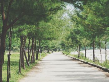 Empty road amidst trees in forest