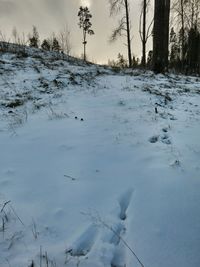 Bare trees on snow covered landscape