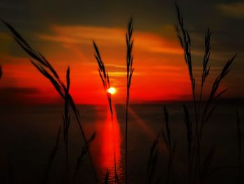 Close-up of silhouette plants against sunset sky