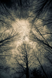 Low angle view of bare trees against sky