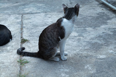 Close-up of cat sitting outdoors