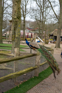 View of birds in park