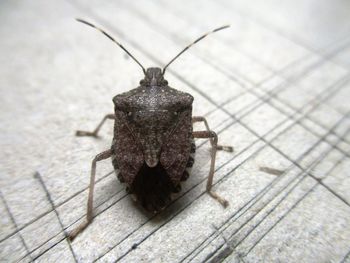 High angle view of insect on table