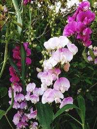 Close-up of pink flowers blooming outdoors