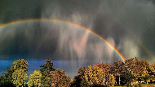 Rainbow over trees