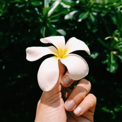 Close-up of hand holding frangipani