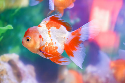 Close-up of fish swimming in sea