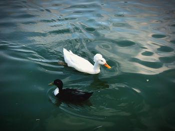 High angle view of swans swimming in lake