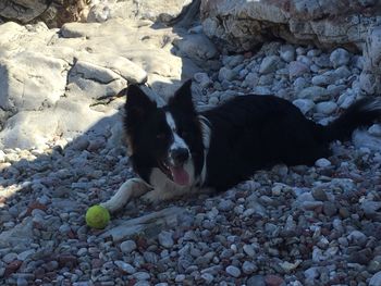 Dog resting with ball on stones