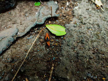 High angle view of insect on leaf