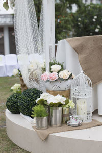 Potted plants on table