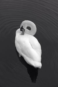 Close-up of swan on water