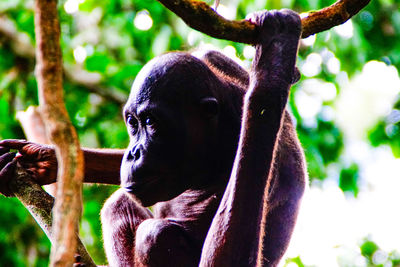 Close-up of monkey on tree in forest