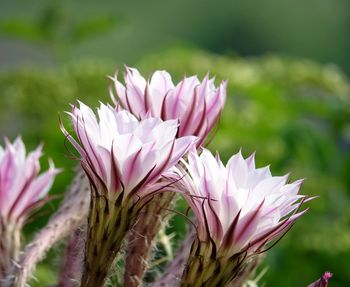Close-up of pink flower on field