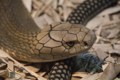 Close-up of lizard on land