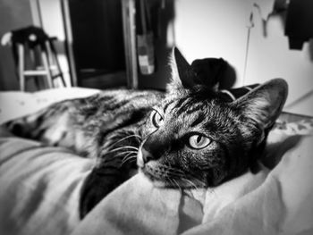 Close-up portrait of cat relaxing on bed at home