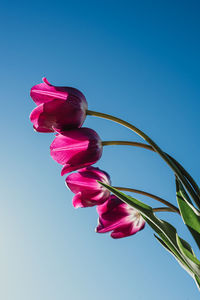 Low angle shot of bright pink tulip flowers against a blue sky.