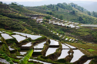 High angle view of rice paddy