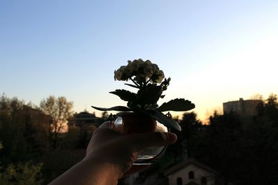 Close-up of hand holding plant against clear sky