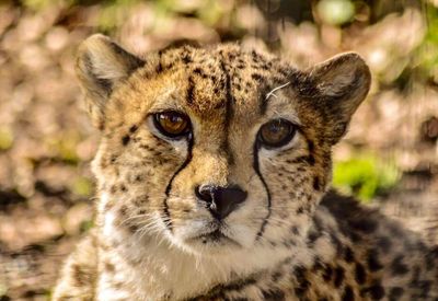 Close-up portrait of cat