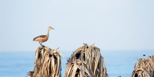 Lesser indian whistling duck a tree nesting wetland water bird sitting on dry leaves.