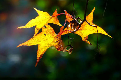 Close-up of yellow maple leaves on plant