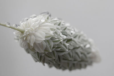 Close-up of white flowers against white background