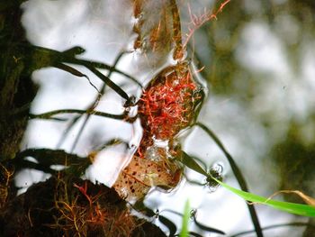 Close-up of plants against blurred background
